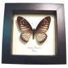 Striped Butterfly Graphium ramaceus Framed Taxidermy Display