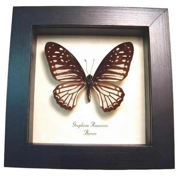 Striped Butterfly Graphium ramaceus Framed Taxidermy Display