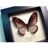 Graphium ramaceus Pendleburys Zebra Butterfly Framed Taxidermy Display