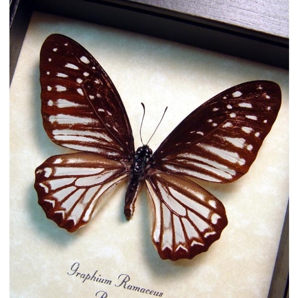 Graphium ramaceus Pendleburys Zebra Butterfly Framed Taxidermy Display