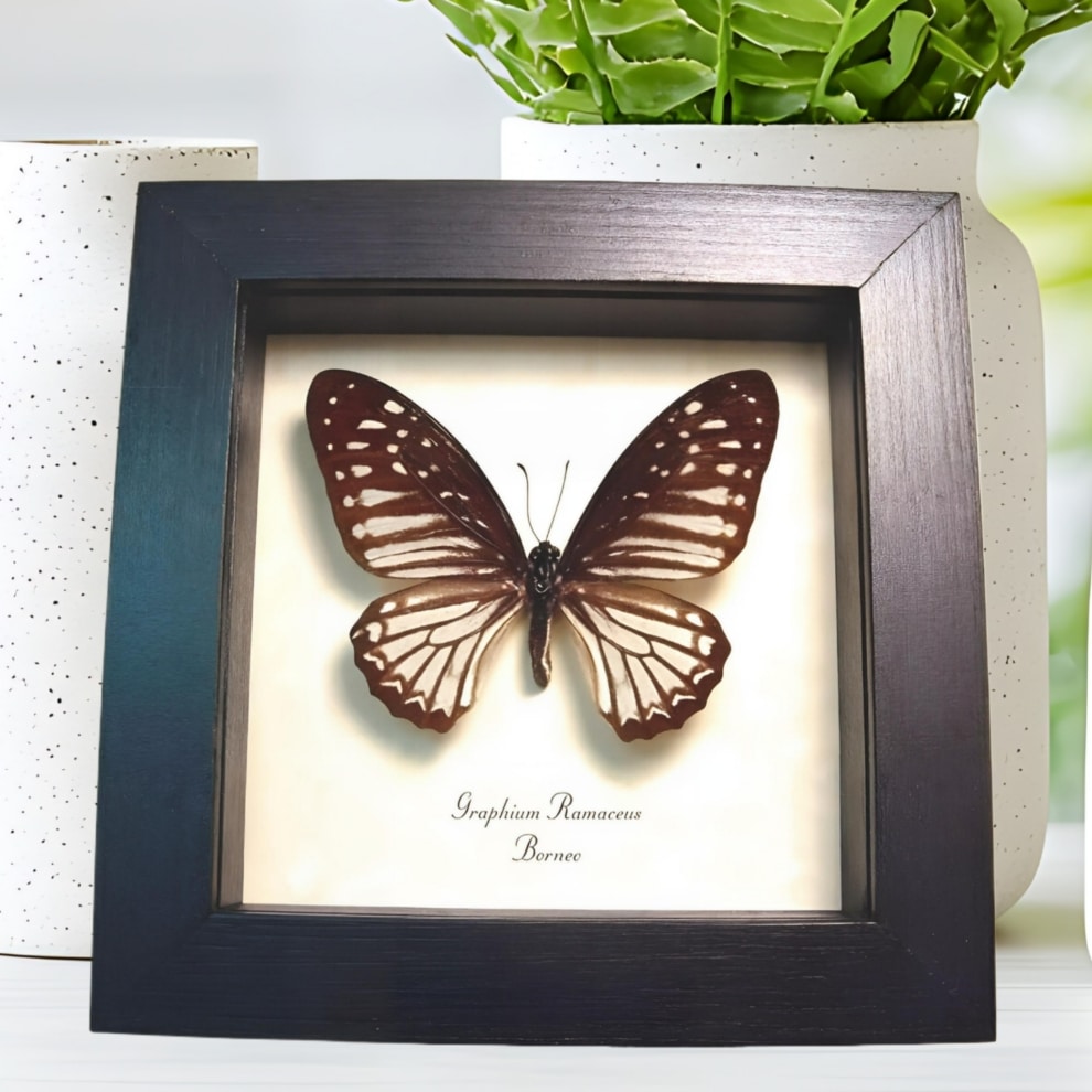Striped Butterfly Graphium ramaceus Framed Taxidermy Display Striped Butterfly Graphium ramaceus Framed Taxidermy Display