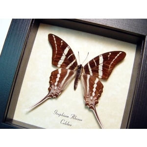 Graphium rhesus Swallowtail Butterfly Framed Taxidermy Display