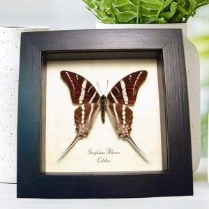 Swallowtail Butterfly Graphium rhesus Framed Taxidermy Display