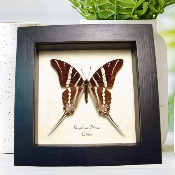 Swallowtail Butterfly Graphium rhesus Framed Taxidermy Display