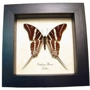 Swallowtail Butterfly Graphium rhesus Framed Taxidermy Display