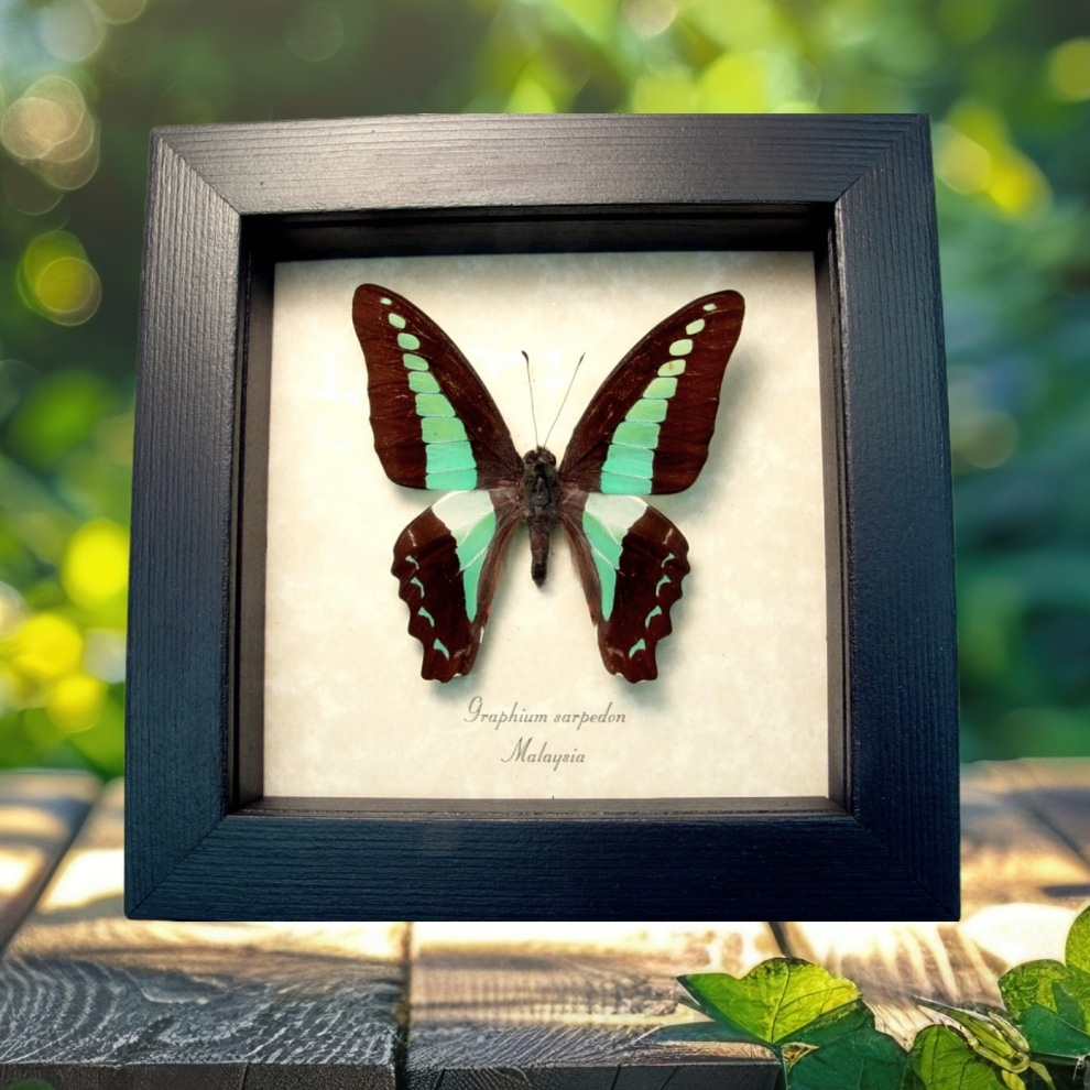 Graphium sarpedon Blue triangle Butterfly Framed Taxidermy Display Graphium sarpedon Blue triangle Butterfly Framed Taxidermy Display