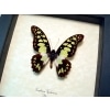 Graphium tynderaeus Green African Butterfly Taxidermy Framed Display