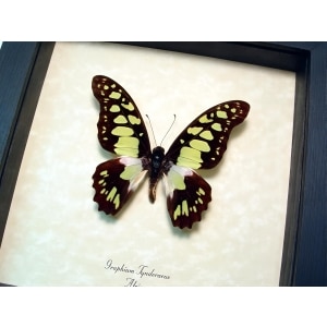 Graphium tynderaeus Green African Butterfly Taxidermy Framed Display