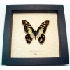 Graphium tynderaeus Green African Butterfly Framed Taxidermy Display