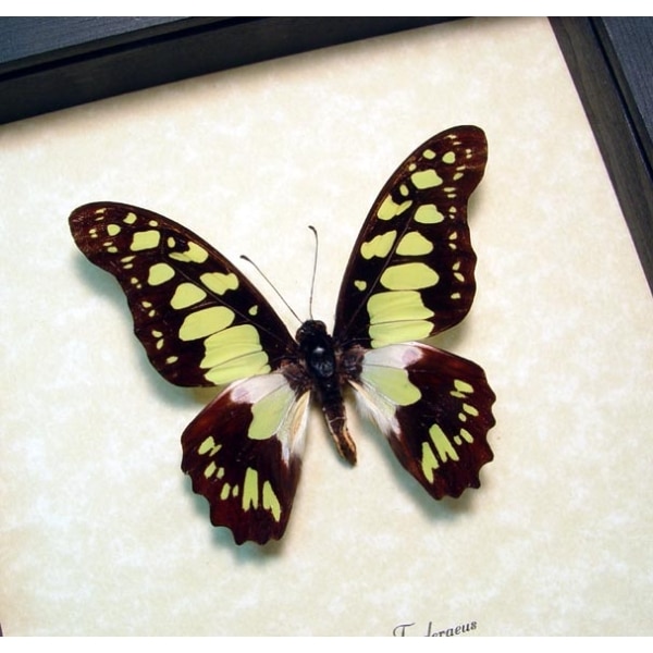 Graphium tynderaeus Green African Butterfly Taxidermy Framed Display