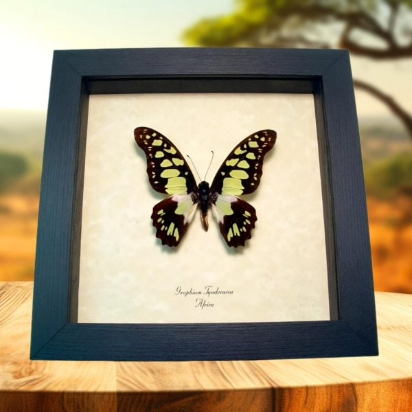 Graphium tynderaeus Green African Butterfly Taxidermy Framed Display