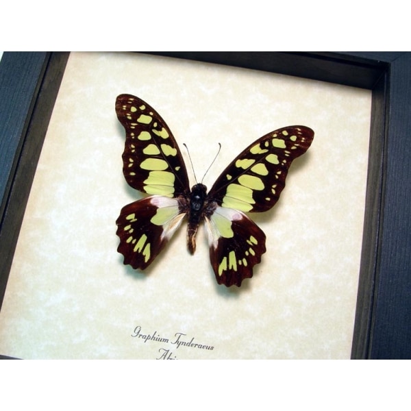 Graphium tynderaeus Green African Butterfly Framed Taxidermy Display