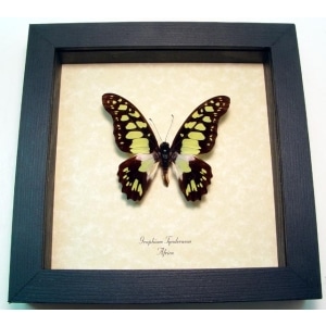 Graphium tynderaeus Green African Butterfly Framed Taxidermy Display