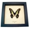 Graphium tynderaeus Green African Butterfly Taxidermy Framed Display