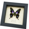 Graphium weiskei Framed Butterfly Purple Spotted Swallowtail Taxidermy