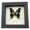 Real Framed Butterfly Displays Taxidermy Art Butterflies