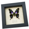 Graphium weiskei Framed Butterfly Purple Spotted Swallowtail Taxidermy