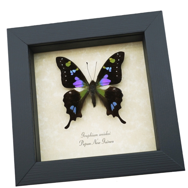 Graphium weiskei Framed Butterfly Purple Spotted Swallowtail Taxidermy