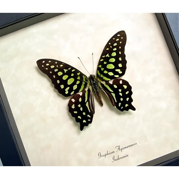 Green Spotted Triangle Butterfly Graphium agamemnon Framed Taxidermy Display