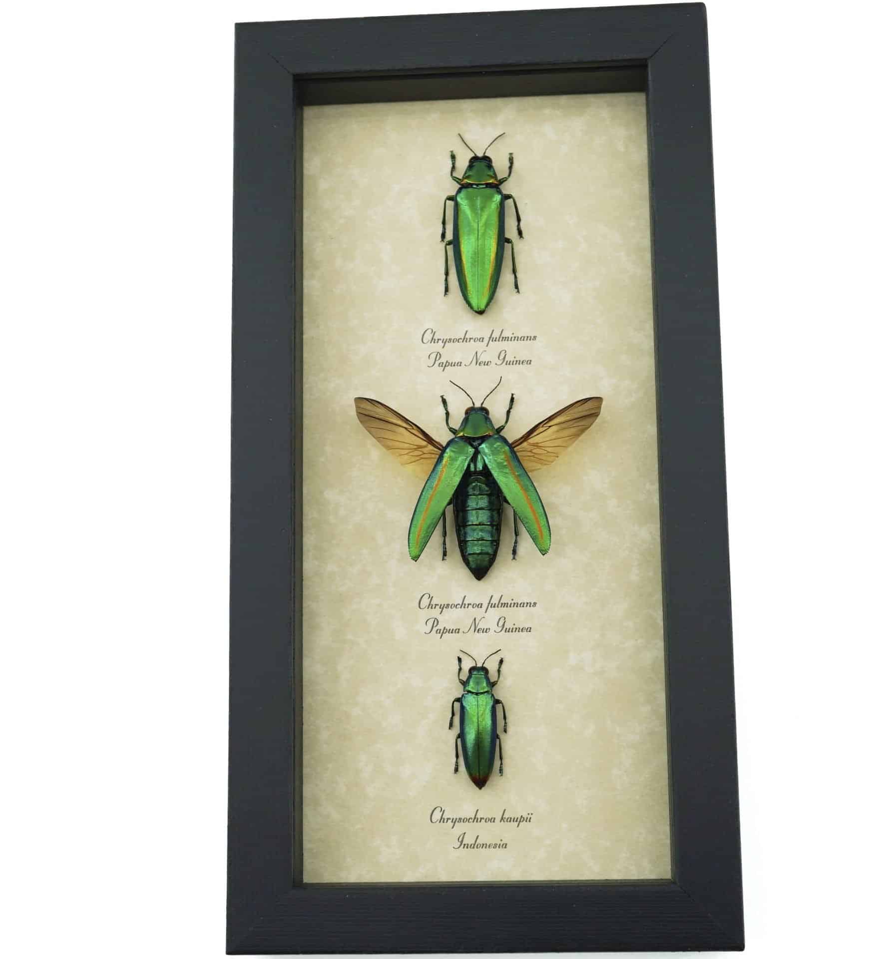 4 X Jewel Beetle Collection Buprestidae - Deep Box Frame Display Case, Real Mounted Insect Taxidermy
