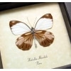 Haballia mandela Peru Butterfly Framed Taxidermy Display
