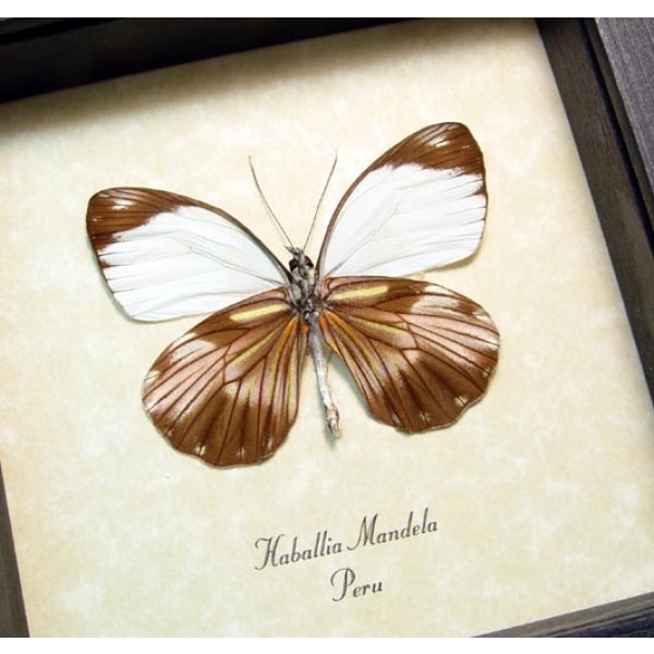 Haballia mandela Peru Butterfly Framed Taxidermy Display