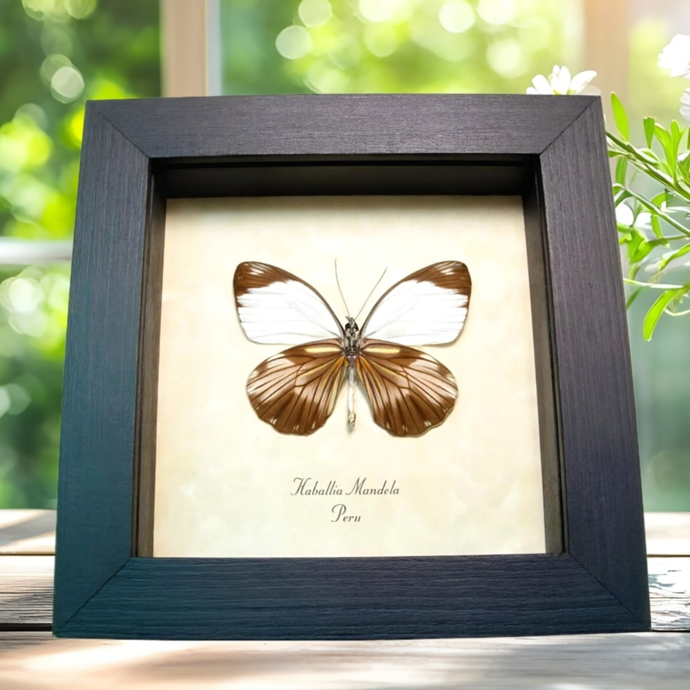 Real Framed Butterfly Haballia mandela Taxidermy Display Real Framed Butterfly Haballia mandela Taxidermy Display