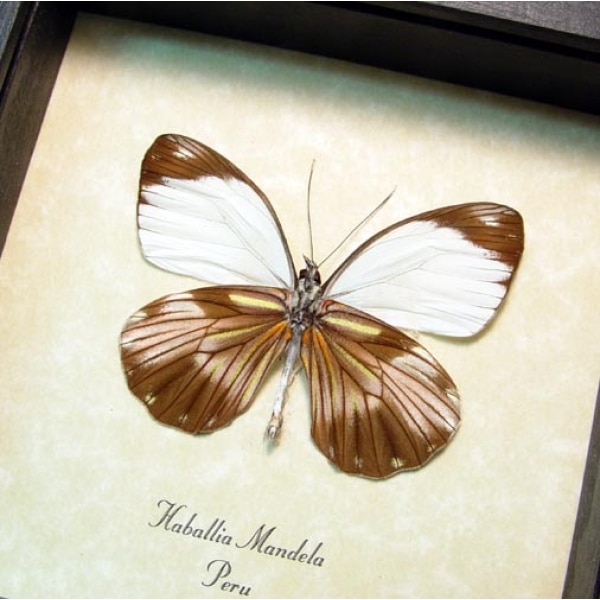Haballia mandela Peru Butterfly Framed Taxidermy Display