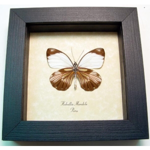 Haballia mandela Peru Butterfly Framed Taxidermy Display
