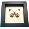Real Framed Butterfly Haballia mandela Taxidermy Display