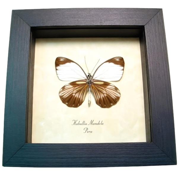 Real Framed Butterfly Haballia mandela Taxidermy Display