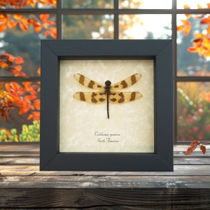 Halloween Pennant Dragonfly Real Framed Insect Celithemis eponina Taxidermy Display