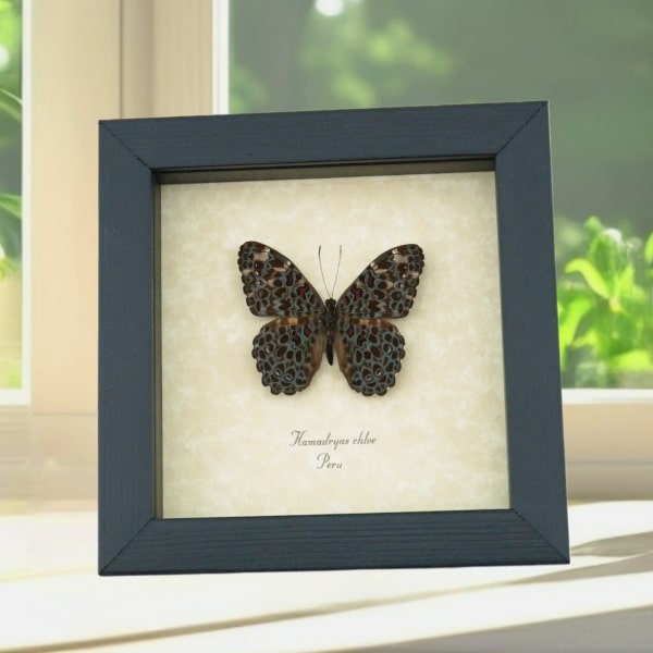 Blue Paisley Cracker Butterfly Hamadryas chloe Framed Taxidermy Display