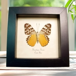 Orange Cracker Butterfly Hamadryas fornax Framed Taxidermy Display