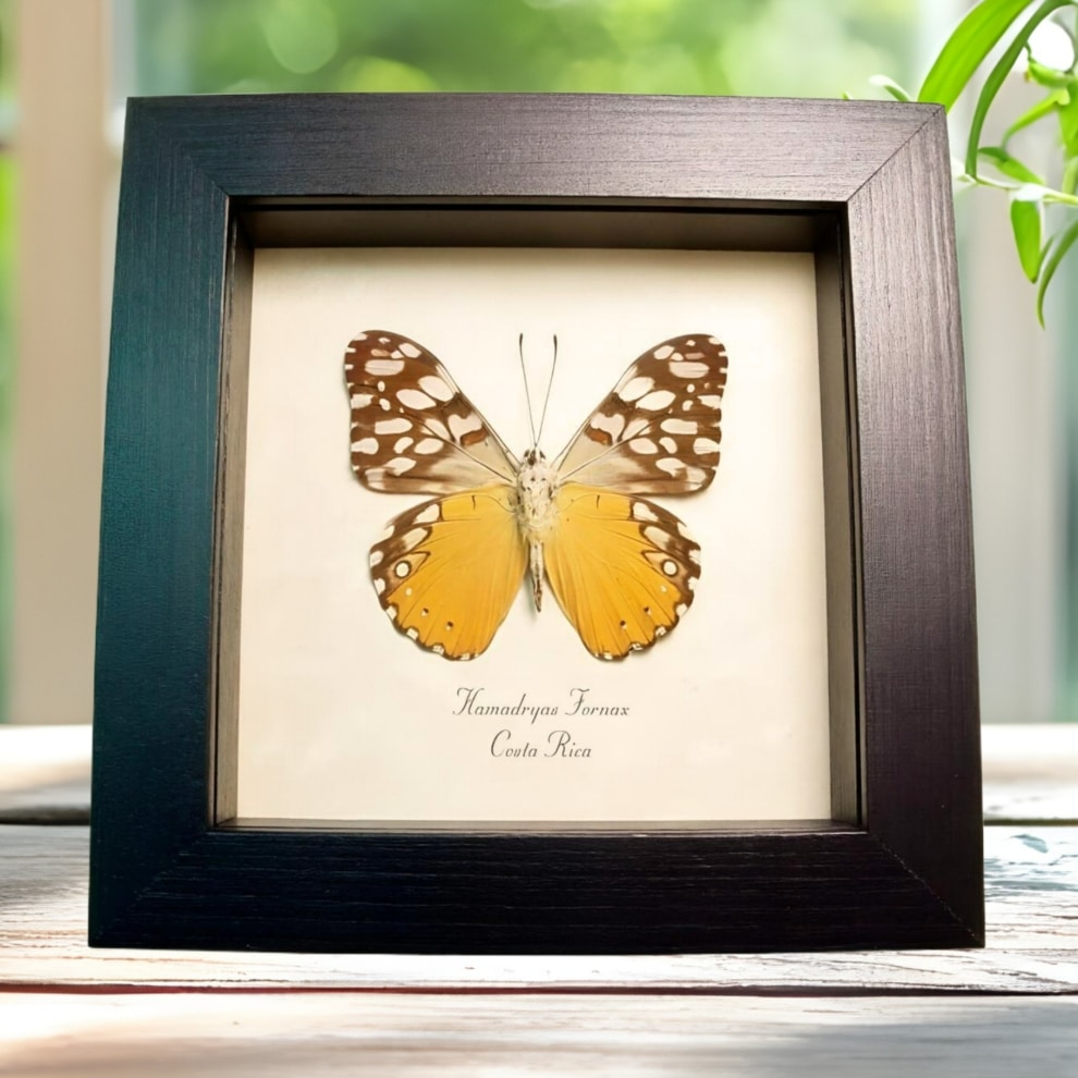 Orange Cracker Butterfly Hamadryas fornax Framed Taxidermy Display