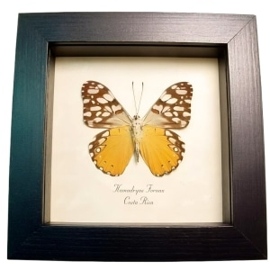 Orange Cracker Butterfly Hamadryas fornax Framed Taxidermy Display