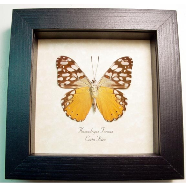 Hamadryas fornax Orange Cracker Butterfly Framed Taxidermy Display