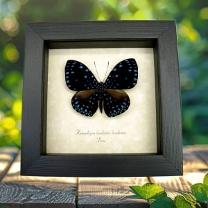 Real Framed Starry Night Butterfly Hamadryas laodamia Taxidermy Display