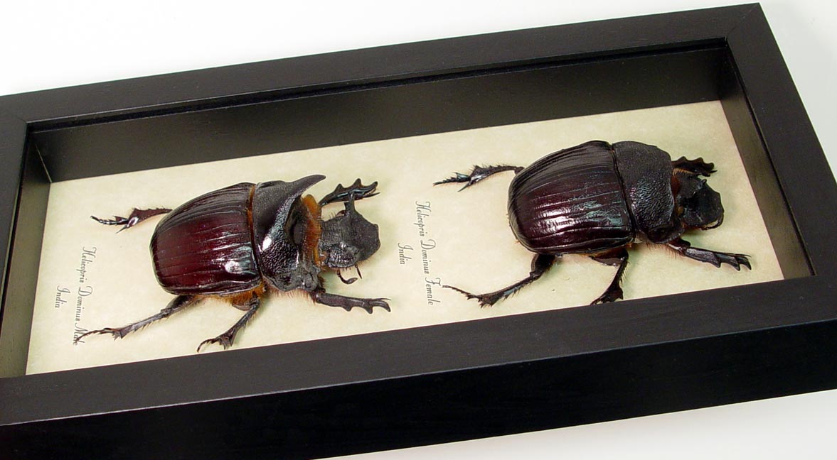 Real very Big Heliocopris Dominus Insect Dung Beetle Wings Open Taxidermy Big Frame tillescenter