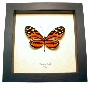 Longwing Butterfly Heliconius hecale Framed Taxidermy Display