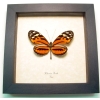 Heliconius hecale Tiger Longwing Butterfly Framed Taxidermy Display