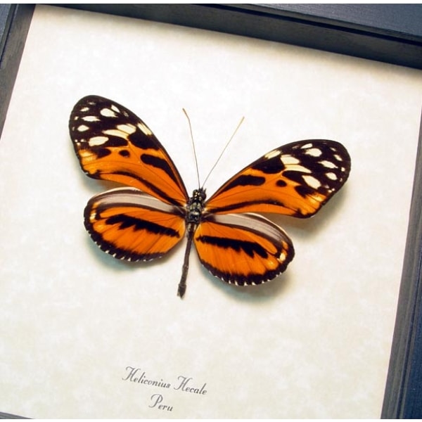 Heliconius hecale Tiger Longwing Butterfly Framed Taxidermy Display
