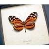 Heliconius hecale Tiger Longwing Butterfly Framed Taxidermy Display