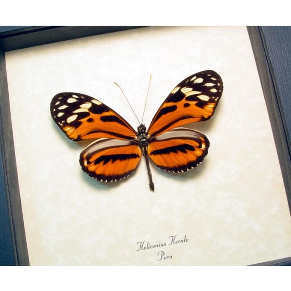 Heliconius hecale Tiger Longwing Butterfly Framed Taxidermy Display