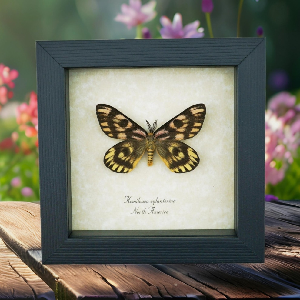 North American Sheep Moth Hemileuca eglanterina Framed Taxidermy Display