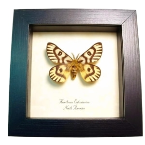 North American Sheep Moth Hemileuca eglanterina Framed Taxidermy Display