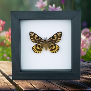 North American Sheep Moth Hemileuca eglanterina Framed Taxidermy Classic Black Display
