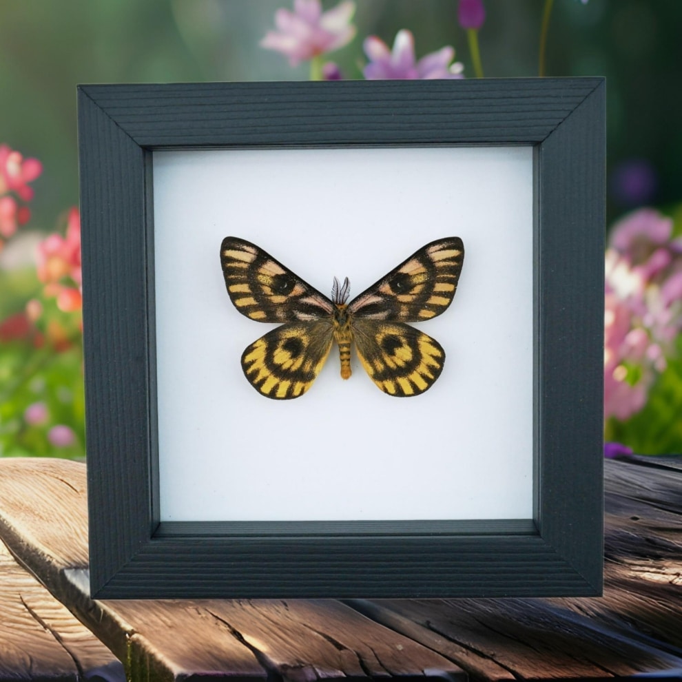 North American Sheep Moth Hemileuca eglanterina Framed Taxidermy Classic Black Display