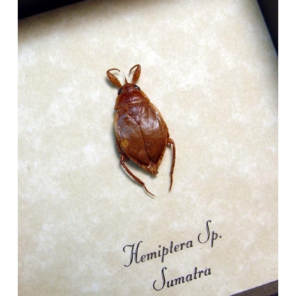 Hemiptera Toe Biter Water Bug Insect Framed Taxidermy Display