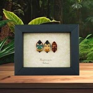 Hemiptera Set Man Face Beetles Real Framed True Bug Taxidermy Display